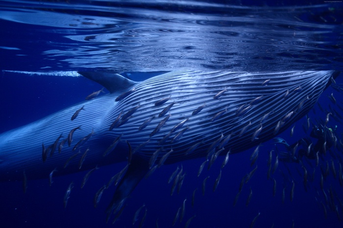 Whale swimming underwater with fish