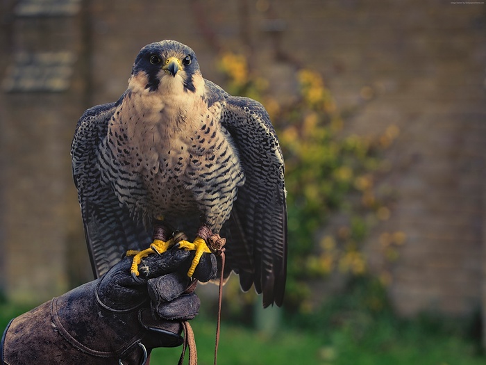 Peregrine falcon perched on a gloved hand