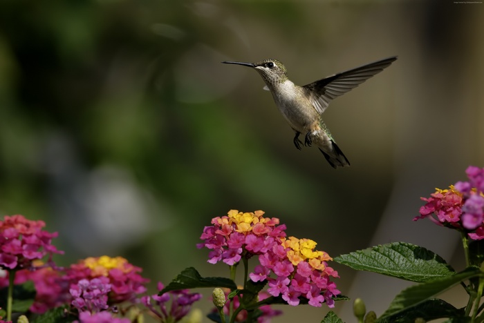 Hummingbird hovering near colorful flowers