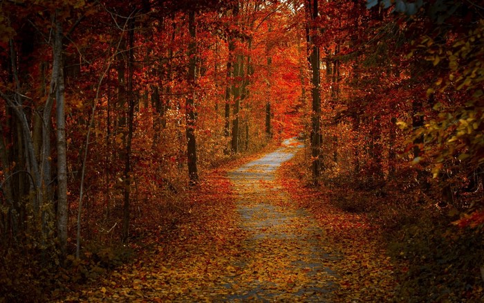 Autumn forest path covered in fallen leaves