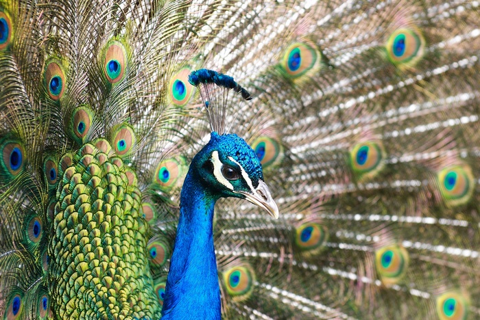 Peacock with fanned tail feathers
