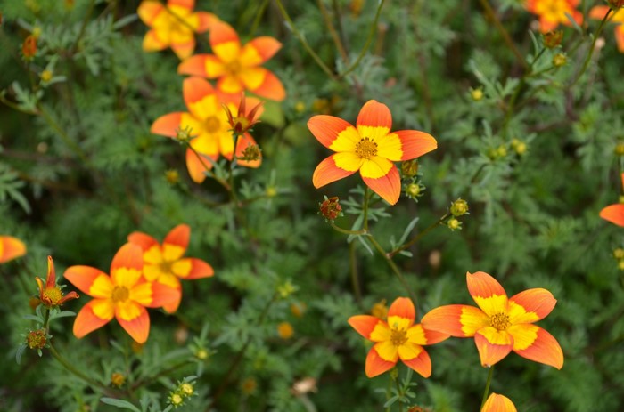 Orange and yellow Bidens flowers in green foliage