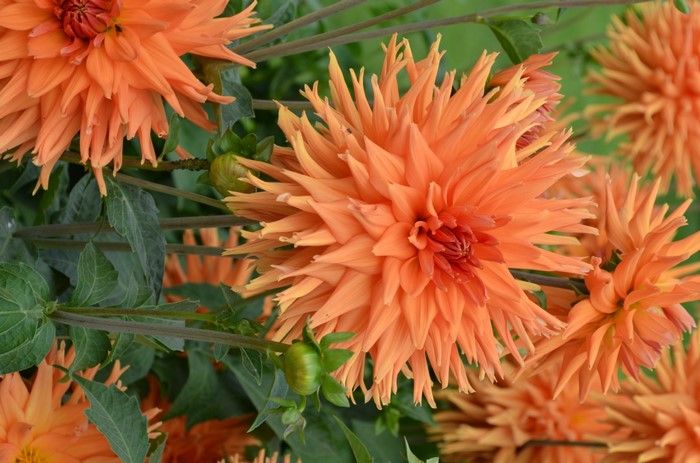 Vibrant Orange Dahlia Flowers in Bloom