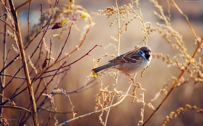 Sparrow perched on a dry branch