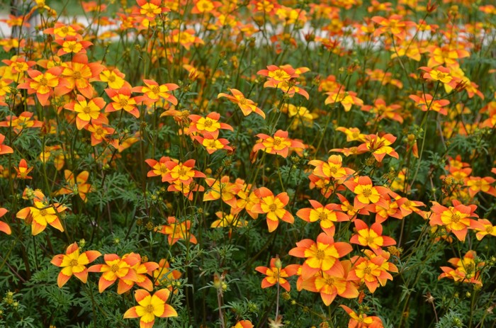 Vibrant Orange and Yellow Wildflowers in Meadow
