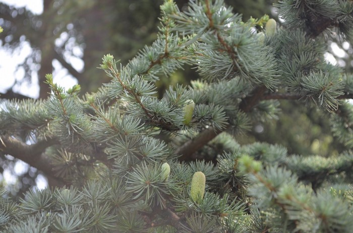 Close-up of a conifer tree branch with cones