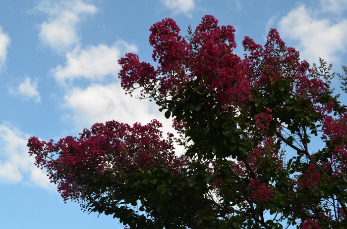 Pink Crape Myrtle Blossoms Against Blue Sky
