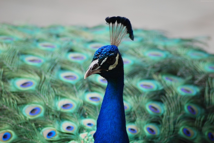 Close-up of a peacock's head and fanned tail feathers