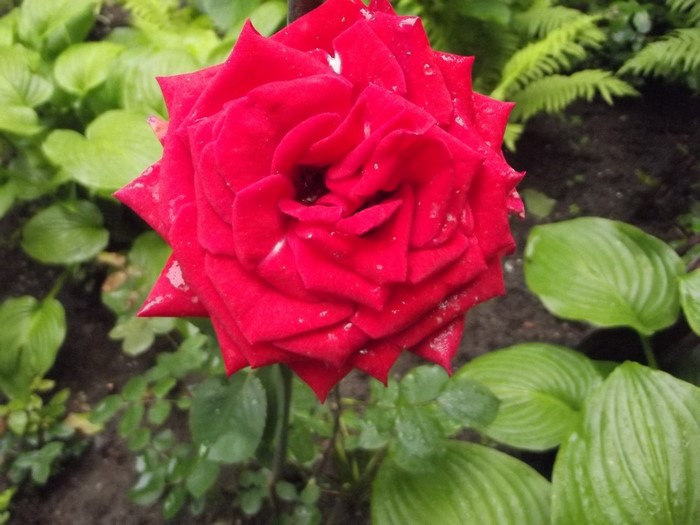 Red rose with water droplets in a garden