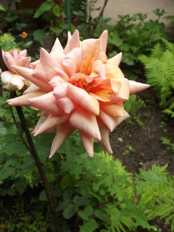 Close-up of a peach-colored rose in a garden