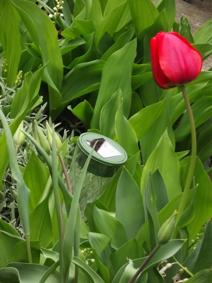 Red tulip flower and green plants