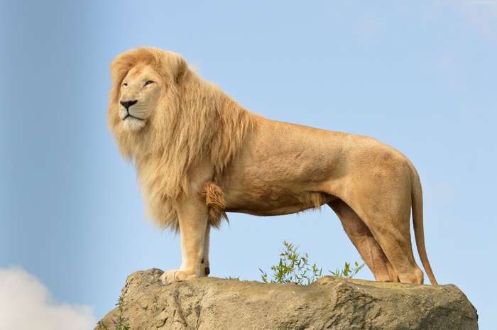 Lion, rocks, sky