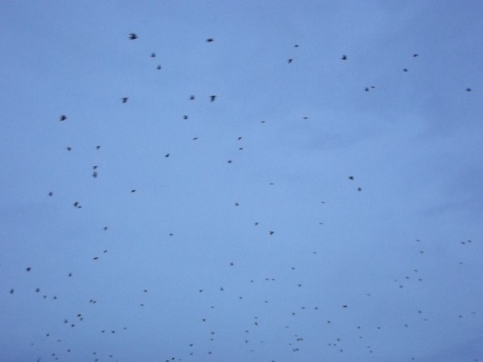 A flock of birds flying in the sky