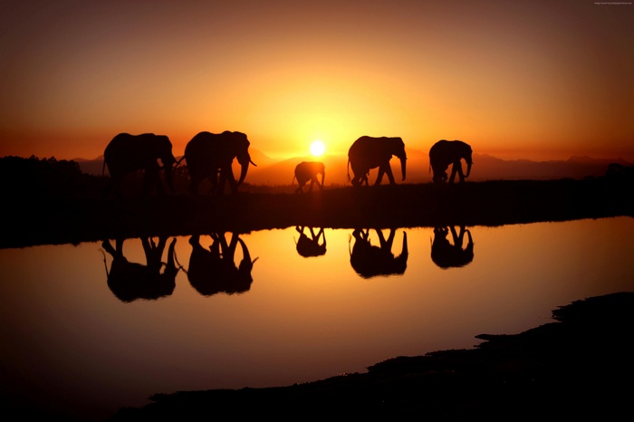 Elephants silhouetted at sunset by a watering hole