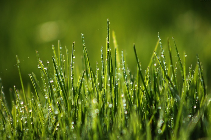8k, wallpaper, field, 4k, dew, Green grass