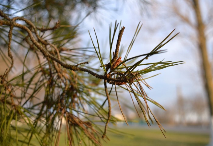 Pine tree branch with needles and cones