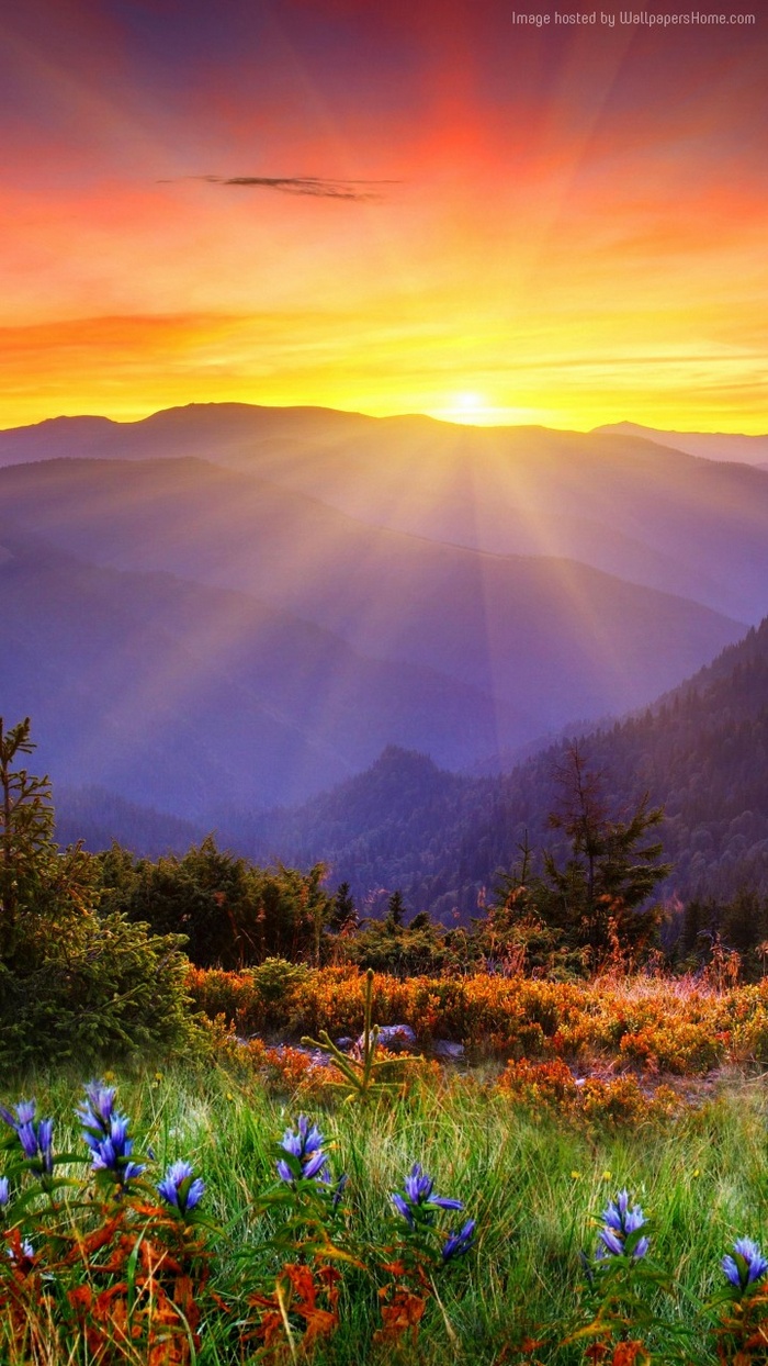 Mountain landscape with flowers at sunset