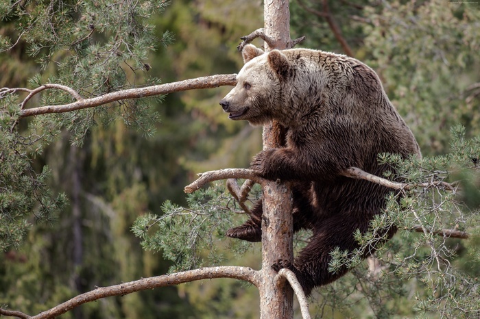 Brown bear climbing a pine tree