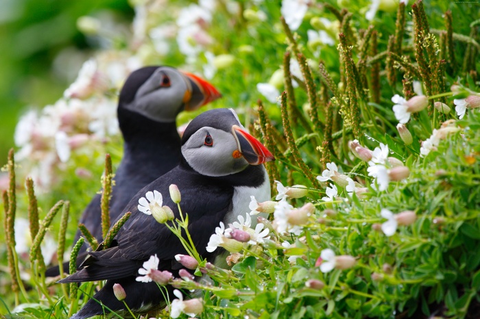 Two puffins in wildflowers