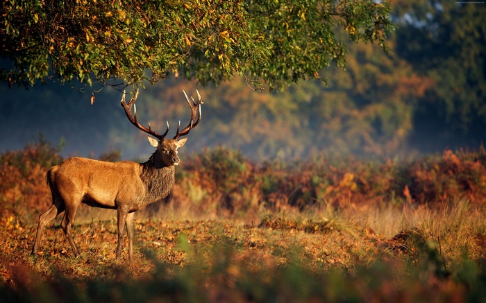 Majestic deer standing in an autumn forest