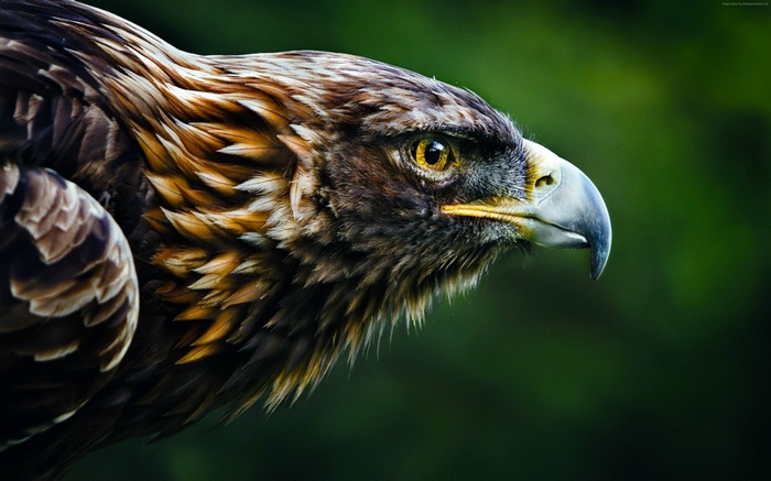 Close-up of a Golden Eagle's head