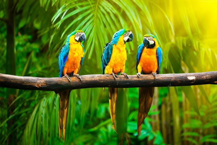 Three blue and yellow macaws perched on a branch