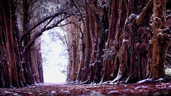 Snowy forest path with tall trees