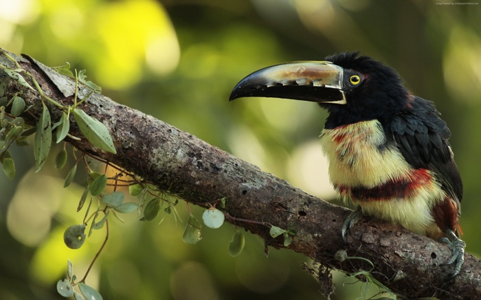 Toucan bird perched on a tree branch