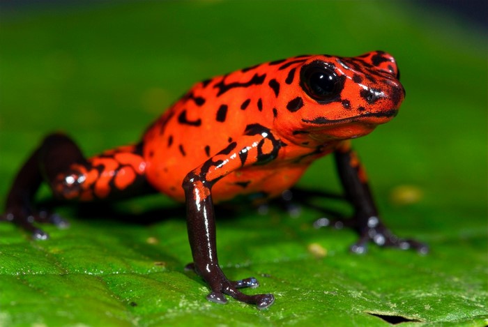 Vibrant Orange Poison Dart Frog on Leaf