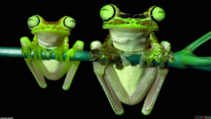 Two green tree frogs on a branch