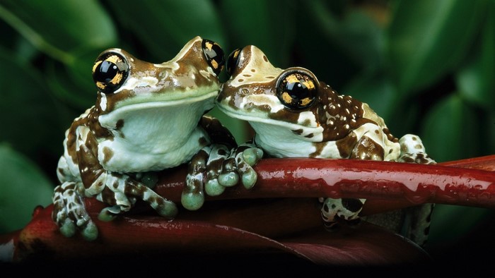 Close-Up of Two Tree Frogs on Branch