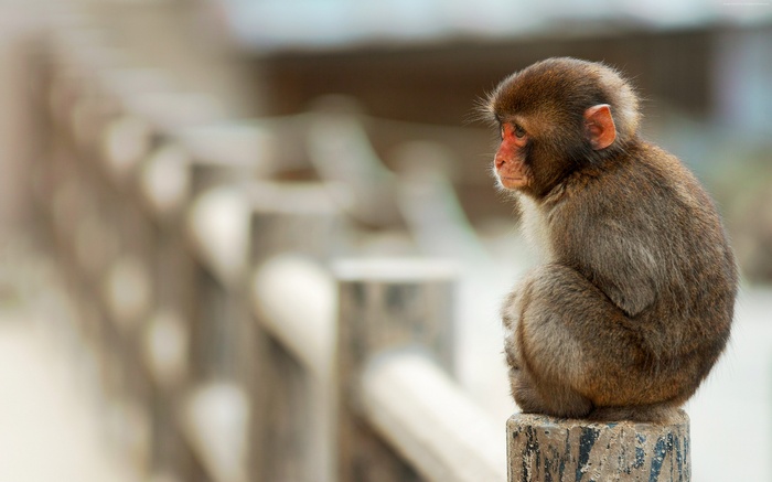 A young Japanese macaque monkey sits on a wooden post.
