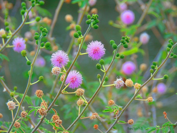 Delicate Pink Calliandra Flowers in Spring