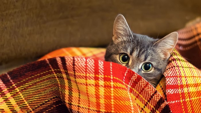 Tabby cat peeking from under a plaid blanket