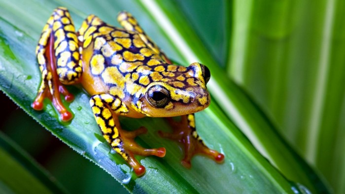 Yellow and black spotted frog on a green leaf