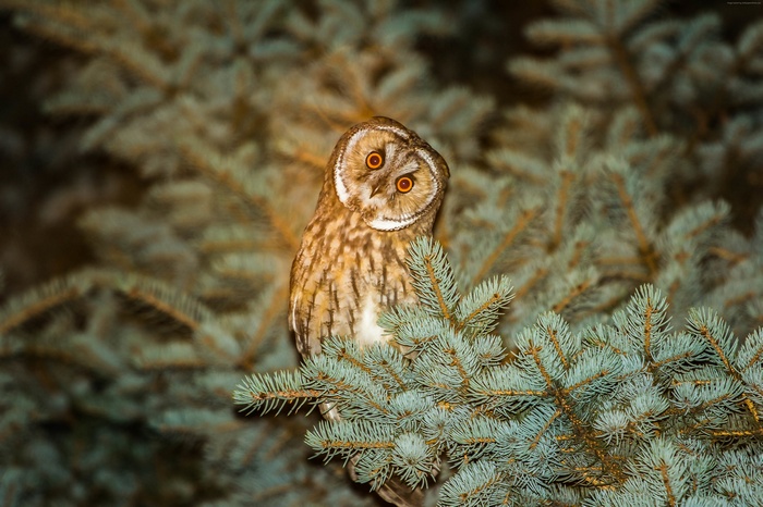 cute animals, Owl, funny