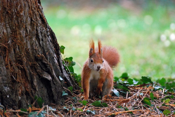Red squirrel on the forest floor next to a tree