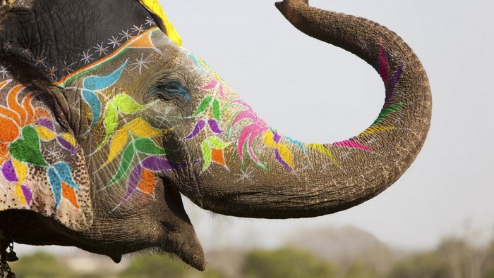 Close up of an elephant with colorful body paint in India