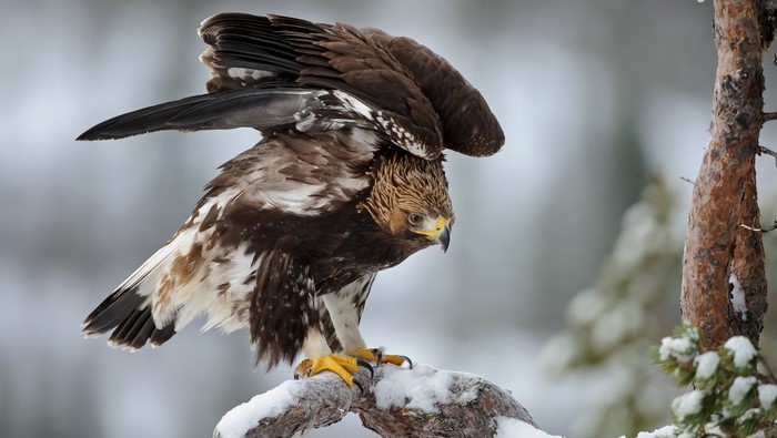 Golden eagle perched on a snow-covered branch in winter