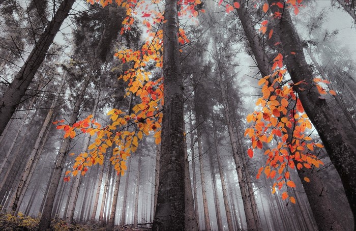 Autumn forest with orange leaves and mist