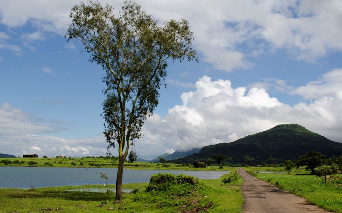 A lone tree stands by a lake with a road leading to a mountain.