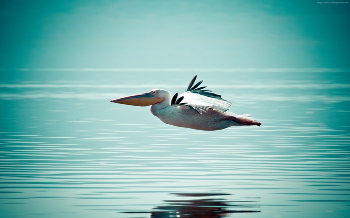 Pelican in flight over the sea
