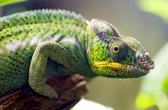 Green chameleon on a branch