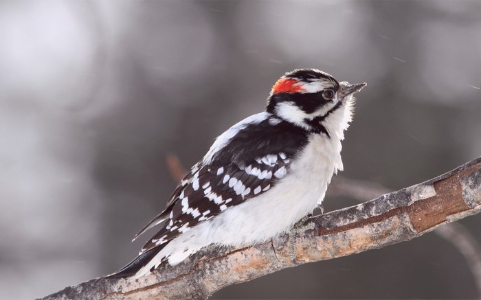 Downy woodpecker with red patch on branch