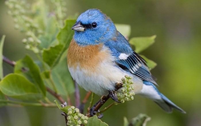 Colorful Finch Perched on Branch in Nature