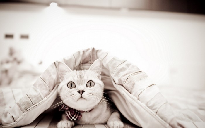 A cat wearing a bowtie peeking from under a blanket