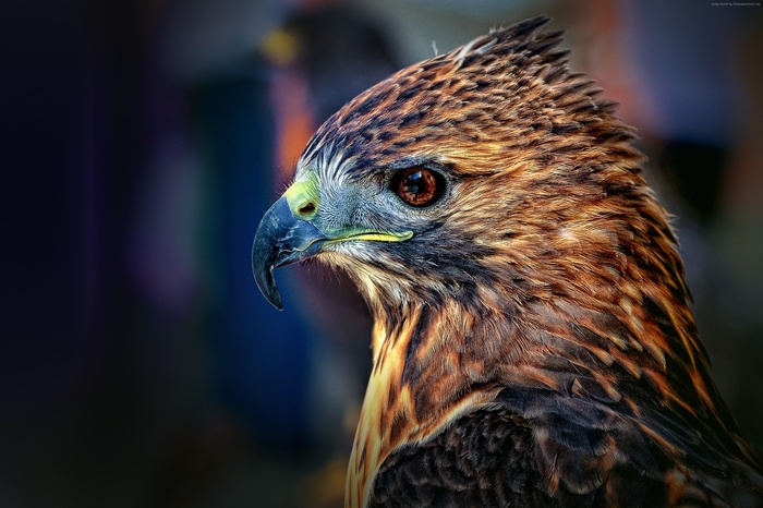 Close-up of a hawk's head