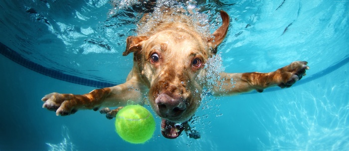 Labrador dog underwater with tennis ball