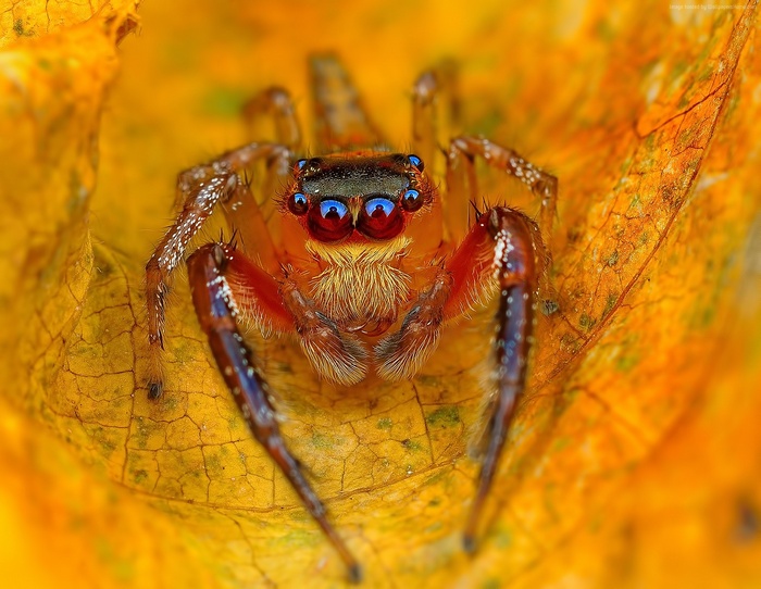 Macro shot of a jumping spider on a yellow leaf