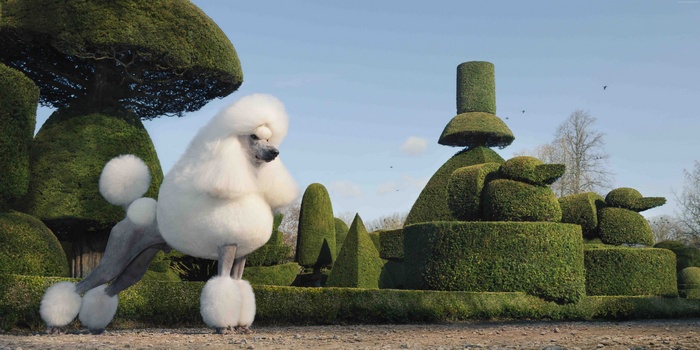 White poodle in a topiary garden